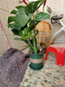 御春阁 室内客厅办公室大型盆栽绿植花卉盆景 龟背竹 室内绿色盆栽花卉 实拍图