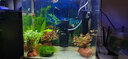 疯狂水草（FKSC）莫斯水草活体植物鱼缸造景底部前景套餐懒人阴性莫斯树沉木水榕 三角火焰莫斯组合 实拍图