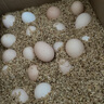 敞鲜 正宗土鸡蛋农家散养新鲜纯农村自养天然草鸡蛋柴鸡蛋笨鸡蛋 40枚精品土鸡蛋 约1800g 实拍图