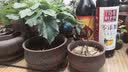 裕轩堂多肉花盆手绘陶瓷简约创意肉肉花盆带托盘花卉盆栽老桩紫砂花盆 紫砂0287 小 实拍图