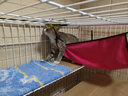 猫玩具 逗猫棒激光笔猫抓板猫转盘球宠物逗猫咪玩具套装 木质逗猫棒 实拍图