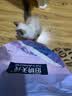 伯纳天纯宠物猫幼猫猫粮3月-12月龄营养小猫离乳期奶糕粮幼猫经典系列 幼年期猫粮10kg 实拍图