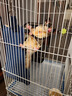 品云美宠松鼠蜜袋鼯笼子龙猫花枝鼠多层大号别墅笼 小号三层【裸笼】 实拍图