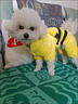 阿莫尔网红猫咪衣服秋冬季搞怪狗狗衣服可爱搞笑小型猫犬四脚衣连帽泰迪 皮卡丘变身装 XS(建议1-3斤具体参考胸围背长) 实拍图