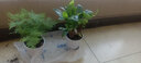 泰西丝绿植盆栽植物室内客厅绿植小盆景四季常青办公室小盆栽花卉 文竹+螺纹盆 实拍图