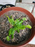 清晨露水园艺捕蝇草盆栽食人花苗食虫植物驱蚊草多肉植物多肉肉绿植花卉猪笼草 花市捕蝇草小苗带盆土 含盆 实拍图