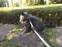 涴喵 纯种宠物猫咪活体金银渐层幼猫全程辅助养猫签订合同双重保障 宠物级 矮脚曼基康 实拍图