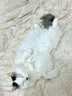 WOWO喔喔猫粮 igy冻干生骨肉全价猫干粮7.2kg  实拍图