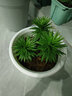 爱丽思（IRIS）Deepot花盆加厚树脂控根圆口绿萝绣球蔷薇月季塑料花盆 7号蓝色(口径约23.7cm)无盆托 实拍图