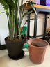 环球 花盆特大号 阳台室内办公室圆形花盆大型绿植种植盆大口径 仿藤编盆13寸-口径32.5cm 实拍图