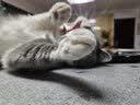 麦富迪猫湿粮肉肉包 猫咪罐头成幼猫 通用猫条营养补水拌饭肉粒零食 成猫|鸡丝牛肉(70g*10袋) 实拍图