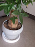 花博士招财沥水透气树脂托盘垫底座花盆防烂根托盘接水圆形家用加厚塑料 白色 220#内径19厘米 实拍图
