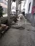 康贝尼狗牵引绳304不锈钢狗链马犬德牧防咬狗绳小中大型犬栓狗宠物用品 5mm粗1.6米长（60-120斤大型犬） 实拍图