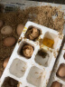 我老家我老家农家养土鸡蛋现捡新鲜谷物虫草柴鸡蛋单枚40±5g 盒装 40枚装1600g装 晒单实拍图
