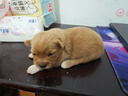 麦富迪狗狗羊奶粉 幼孕成老年犬羊奶粉微量元素易吸收助力发育300g 实拍图