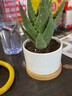 绿荫巷子仙人掌球多肉植物盆栽室内类电脑桌面绿植小盆栽组合好养肉肉盆景 【芦荟】白瓷含托盆 含盆 实拍图