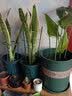 生长魔励植物爬藤花架阳台花盆攀爬支柱花卉固定支撑防倒蟹爪兰铁线莲支架 3圆环支柱-45cm（2个起发货） 实拍图