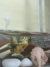 【萌龟饲家】深水黄耳龟乌龟活物冷水长寿龟家养宠物观赏小乌龟招财吃粪龟 3-4厘米 2只情侣龟 100克龟粮 实拍图