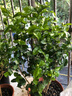 绿之妙圆叶正宗虎头茉莉花盆栽室内浓香花卉重瓣老桩带花苞四季开花植物 实拍图