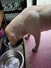 雅礼颂狗狗零食牛肉粒泰迪金毛幼犬小型犬训狗训练奖励冻干宠物粮磨牙棒 【实惠款】牛肉粒总重500g 实拍图