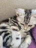 ROYAL CANIN 皇家猫粮 BK34猫奶糕 通用粮 1-4月龄 10kg 幼猫猫粮 怀孕及哺乳期母猫 离乳必备 实拍图