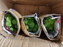 若绿铜钱草盆栽套餐 室内盆栽植物土培水培花卉绿植源头直发包邮 铜钱草三盆(原土带叶发货） 实拍图