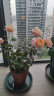 美乐棵（Scotts Miracle-Gro） 家用园艺气压式浇花喷水小喷壶盆栽压力洒水壶喷雾器 1.5L-清雅绿 实拍图