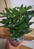 花行榜鸭脚木盆栽绿萝花卉八方来财七叶莲植物室内花水培多肉绿植发财树 中型招财树高约45cm+加仑盆 含盆 实拍图