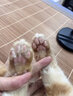 华元宠具（hoopet）宠物猫咪狗狗剃脚毛器带灯电推剪脚底修毛美容专用推毛器理毛器 【LED充电款】牛油果绿 实拍图