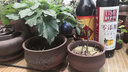 裕轩堂多肉花盆手绘陶瓷简约创意肉肉花盆带托盘花卉盆栽老桩紫砂花盆 紫砂0272黑 小 实拍图