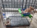 憨憨宠 猫笼 折叠猫笼子带厕所猫别墅幼猫成猫猫舍猫窝双层猫咪笼子 黑色600双层 实拍图