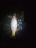 川泽螺旋尾浮漂鲫鱼漂加粗醒目防风抗走水野钓黑坑近视高灵敏鱼浮标 LX-05 (主攻鲫鱼)吃铅1.56~2.15g 3号 醒目高灵敏 实拍图