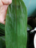 御农优品（YUNONG YOUPIN）粽叶粽子叶新鲜大粽叶包粽子箬竹叶端午节芦苇叶 实拍图