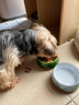 多格漫日本和风水晶猫狗碗喂食器防滑宠物饭碗水碗 碧绿色 犬用S号 实拍图