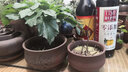 裕轩堂多肉花盆手绘陶瓷简约创意肉肉花盆带托盘花卉盆栽老桩紫砂花盆 紫砂0395黑-悟 小 实拍图