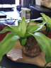 绿荫巷子带芽巴西木好养活水培植物幸运木桌面绿植小盆栽办公室内水养送礼 带芽11cm【宽边大白瓷盆】格鲁特 【中号】直径6-7厘米 含营养液 实拍图