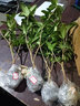 益绮椛桂花树苗盆栽四季开花庭院绿化美观室内外地栽大树浓香型花卉绿植 朱砂桂 3年苗【明年开花】 实拍图