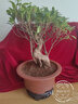神力花盆 盆景盆 精品古典陶瓷紫砂绿多肉植室内桌面素面带托紫砂花盆 s1259枣红泥矮贵妃+黑托 大 实拍图