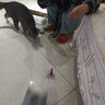 all for paws仿真昆虫逗猫棒 猫咪玩具耐咬抖猫自嗨替换头耐啃咬解闷神器 仿真昆虫—翩翩蝴蝶 实拍图