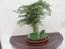 瀚林怡景（HANLINYIJING）文竹盆栽山水盆景植物室内客厅桌面办公室绿植花卉云竹四季常青 文竹-紫砂盆-凉亭 实拍图