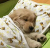 井莎 金毛幼犬金毛犬金毛狗宠物狗狗活体导盲犬大型小狗幼崽活物 混血级 定金 母 实拍图