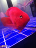 闽江（minjiang）鱼缸水族箱免换水生态造景客厅风金龙鱼缸玻璃乌龟缸锦鲤缸 黑色（礼包+升级过滤） 长80*宽30*高139（鱼缸+柜子） 实拍图