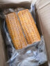 【查干湖馆】东北玉米 新甜黏糯香黑黄玉米 真空包装苞米 花玉米7支（单支210g以上） 晒单实拍图