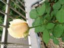 花无痕 玫瑰花苗 当年开花绿植盆栽室内外花卉观花植物庭院阳台蔷薇月季 L红双喜1棵 实拍图