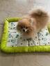 茨格曼 狗窝四季通用猫窝凉席窝狗狗睡垫夏天狗床凉垫宠物小型犬狗狗窝* 清凉三明治围挡猫狗窝 L号【建议20斤内】 实拍图