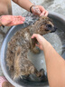 普安特宠物狗狗驱虫药犬驱虫体内外一体跳蚤犬虱非泼罗尼爱滴克 实拍图