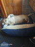 华元宠具（hoopet）狗窝四季通用狗床中大型犬睡觉可拆洗宠物狗垫子小狗狗窝夏季凉席 英伦风四季帆布窝【尺寸见图】 XL 100*82*26 推荐100斤内 实拍图