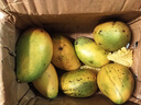 卉双新鲜小台芒新鲜水果10斤当季现摘小台农水果生鲜芒果整箱产地直发 小台芒 带箱5斤小果 实拍图