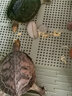 寸金（INCH-GOLD）乌龟粮龟粮乌龟饲料巴西龟猪鼻龟食水龟养龟专用龟饲料陆虾干通用 南极虾1升袋+寸金虾干85g 实拍图