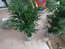 蝶遇蝶遇散尾葵盆栽室内客厅大型绿植夏威夷花卉 散尾葵80到90厘米高度 不含盆 实拍图